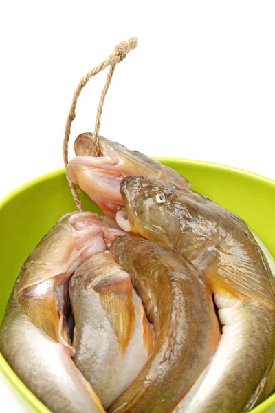 Marine catfishes in bowl — Stock Photo, Image