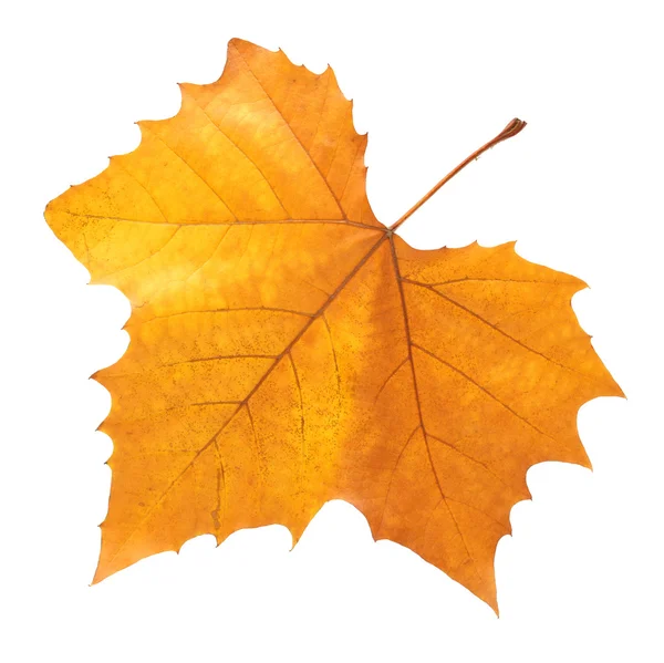 Autumn leaf — Stock Photo, Image