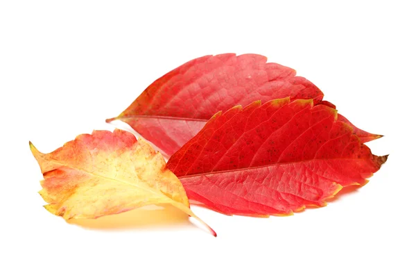 Autumn leaves — Stock Photo, Image