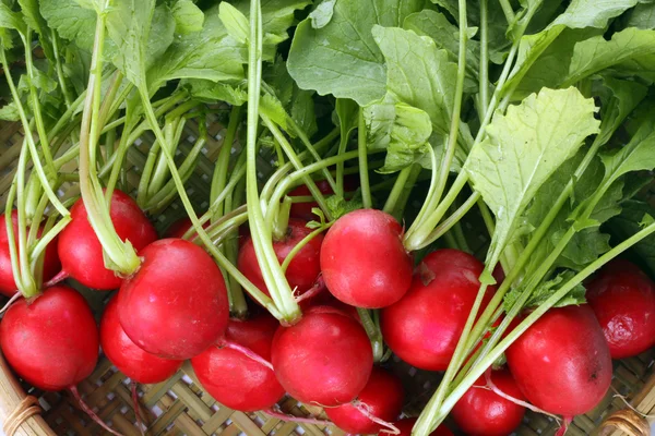 Tasty radishes — Stock Photo, Image