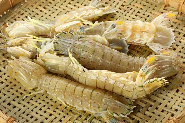 Mantis crevettes — Photo