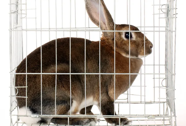 Kaninen i buren — Stockfoto