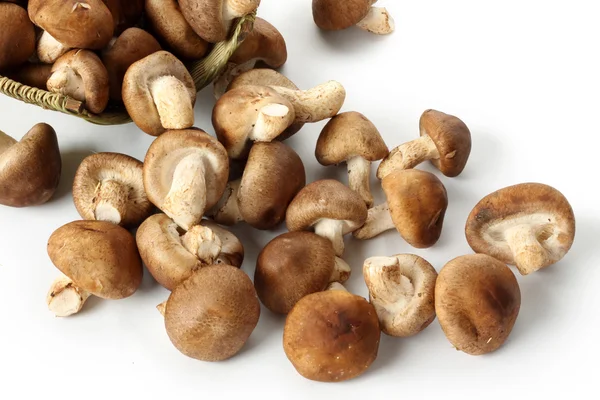 Mushrooms in basket — Stock Photo, Image