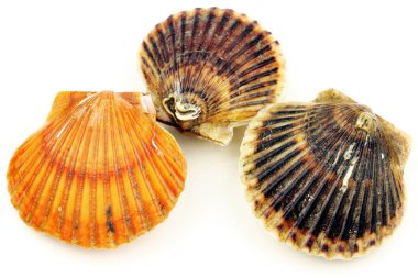 Canlı deniz tarağı