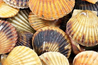 Canlı deniz tarağı