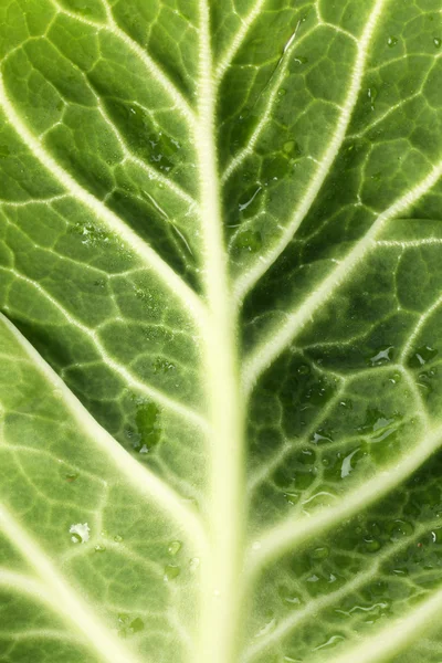 Leaf of cabbage — Stock Photo, Image