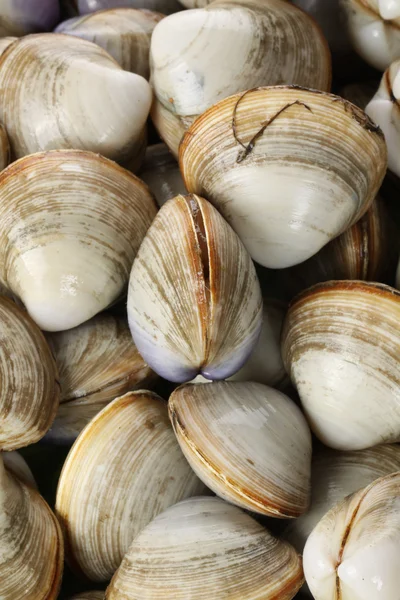 Raw cockles — Stock Photo, Image