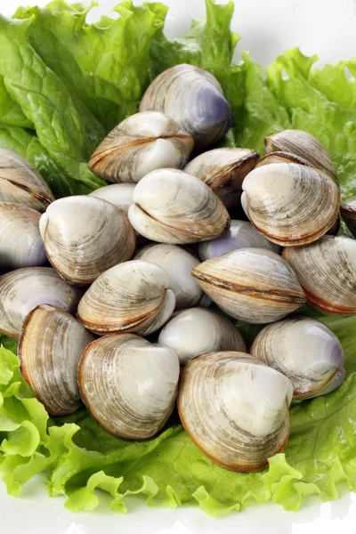 Raw cockles — Stock Photo, Image