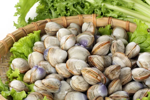 Raw cockles in basket — Stock Photo, Image