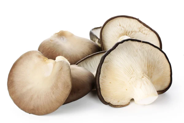 Bando de cogumelos de ostra — Fotografia de Stock