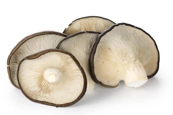 Un mucchio di funghi ostrica — Foto Stock