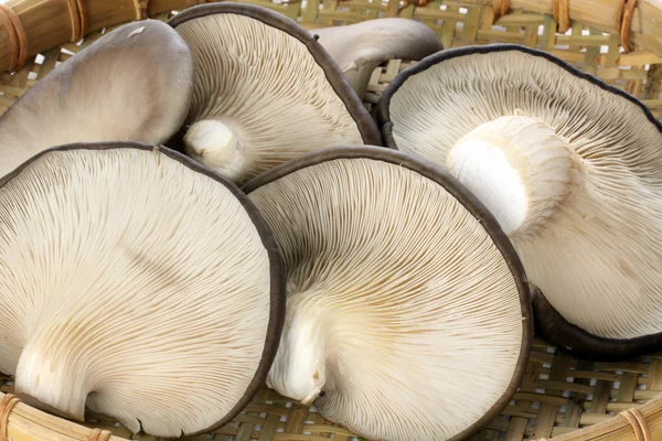 Cogumelos ostra na cesta — Fotografia de Stock