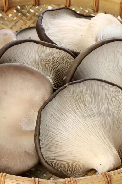 Funghi di ostrica in cesto — Foto Stock