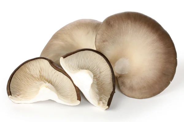 Куча устричных грибов — стоковое фото