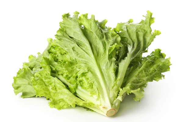 Blattsalat — Stockfoto