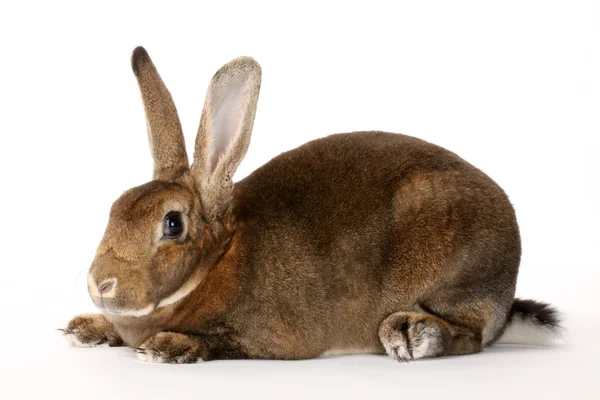 Pelziges Kaninchen — Stockfoto