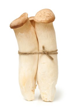 Üç mantar