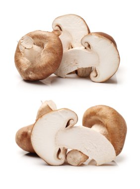 shiitake mantarları
