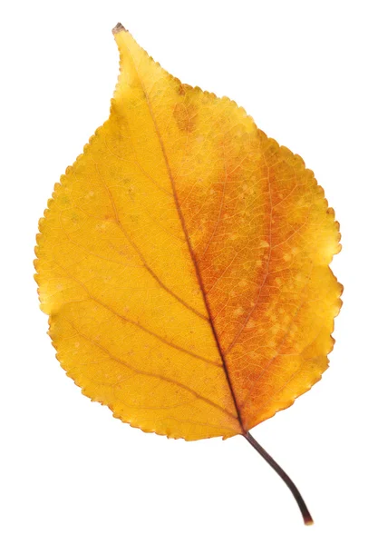 Yellow leaf — Stock Photo, Image