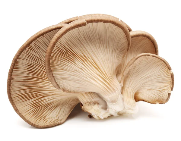 Funghi dell'ostrica — Foto Stock