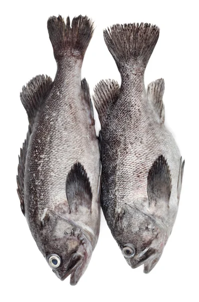 Färska grouper — Stockfoto