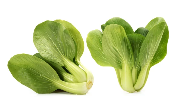 Pok Choi — Stock Photo, Image