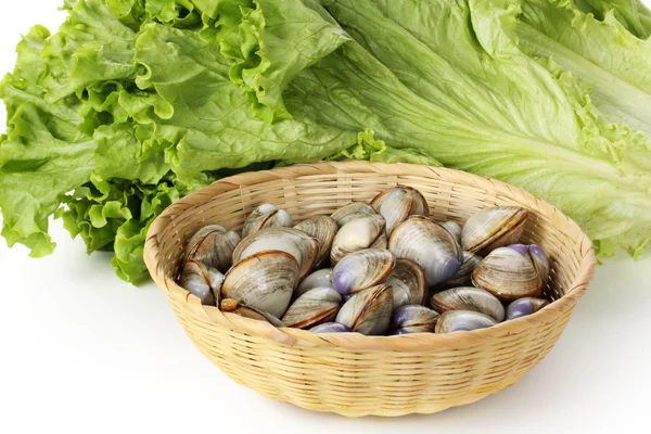 Vongole fresche — Foto Stock