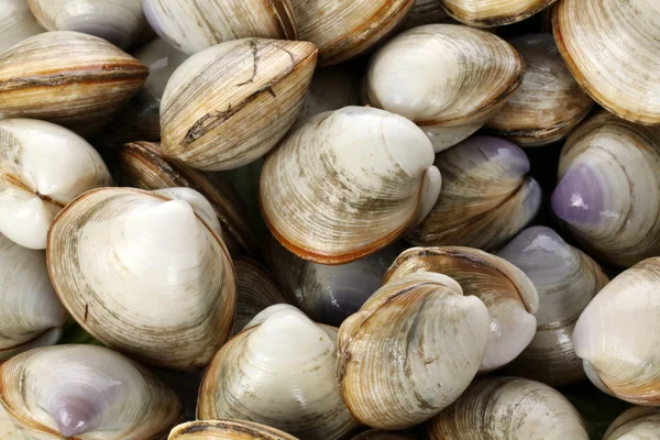 Gruppo di vongole — Foto Stock