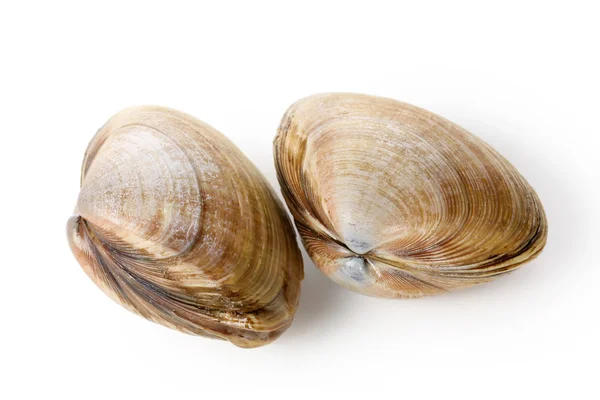 Två musslor — Stockfoto