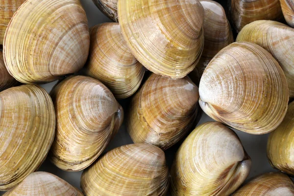 Group of clams — Stock Photo, Image