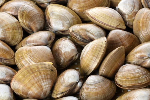 Group of clams — Stock Photo, Image