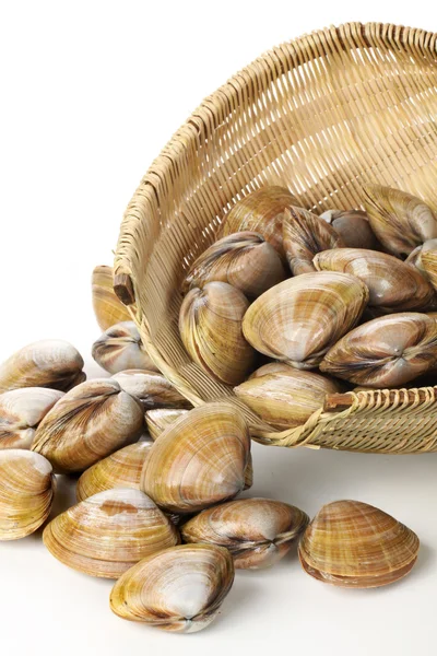 Fresh clams — Stock Photo, Image