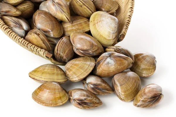 Clams heap in bowl — Stock Photo, Image