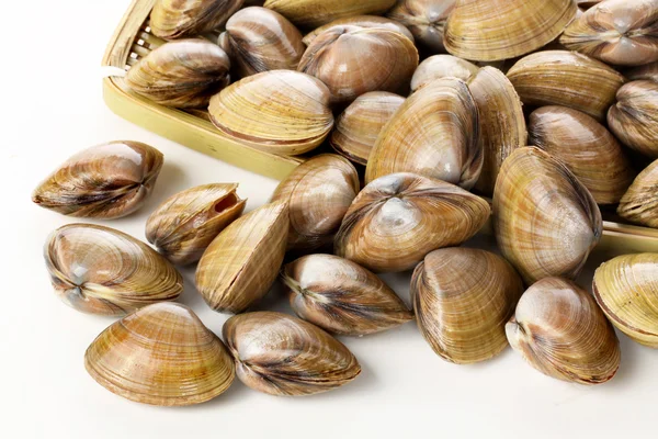 Cumulo di vongole — Foto Stock