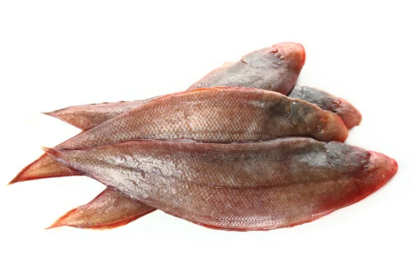 Jediný ryby — Stock fotografie