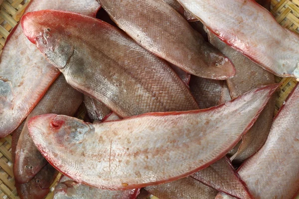 Yemeklik balıklar — Stok fotoğraf