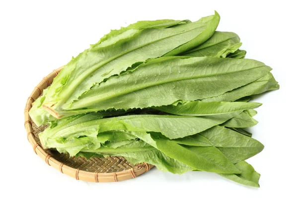 Lactuca sativa — Foto Stock