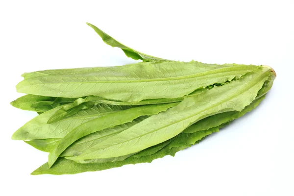 Lactuca sativa — Foto Stock