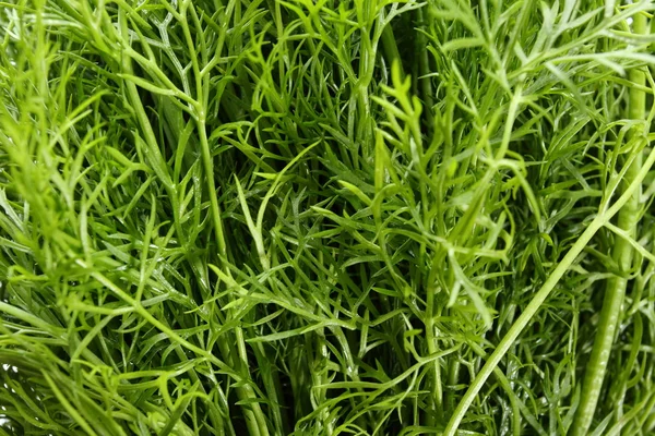 Natural fennel — Stock Photo, Image