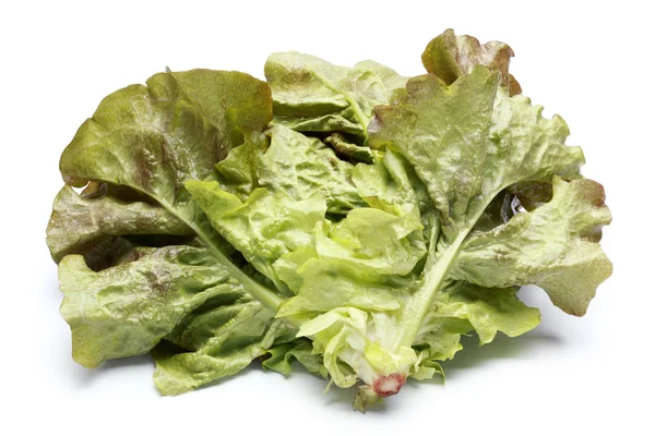 Lettuce leaves — Stock Photo, Image