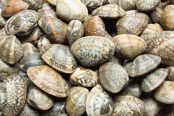 Live clams — Stock Photo, Image