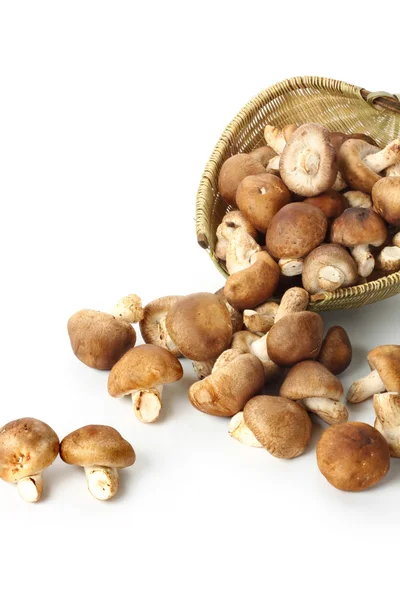 Mushrooms in basket — Stock Photo, Image