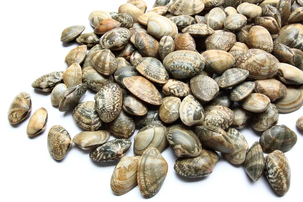 Raw clams — Stock Photo, Image