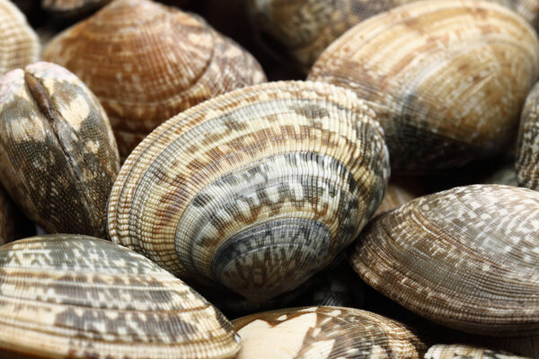 Group of clams