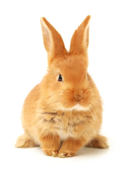 橙色的小兔子 — 图库照片