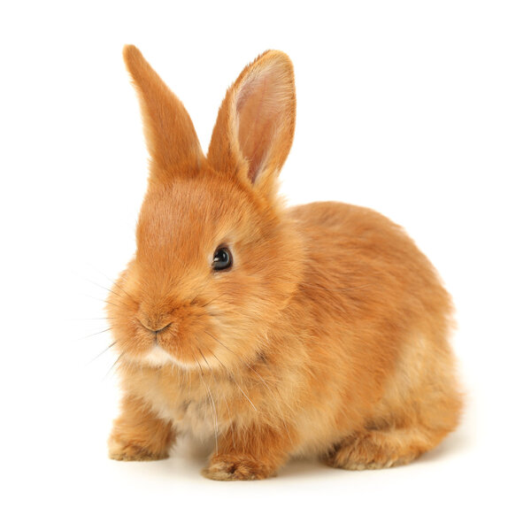 Оранжевый кролик
