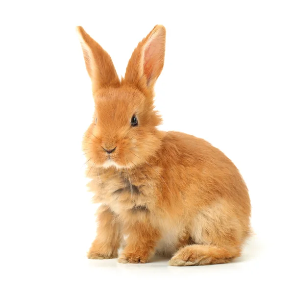 Orange rabbit — Stock Photo, Image