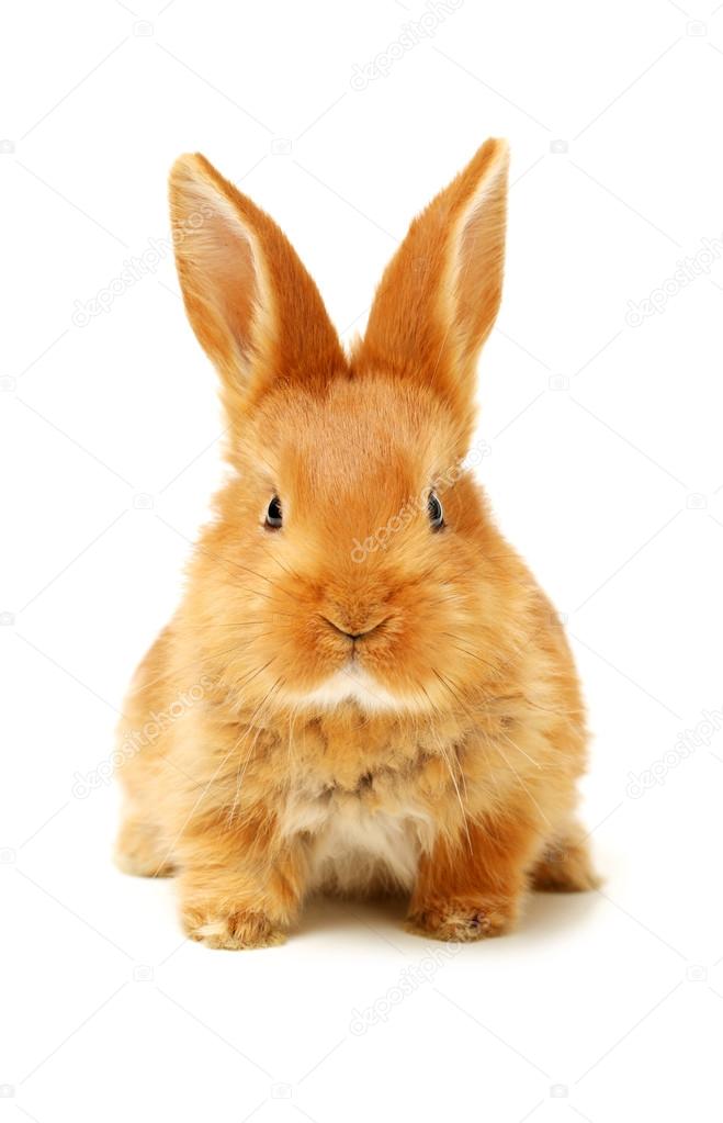 Orange bunny Stock Photo by ©jianghongyan 44045195