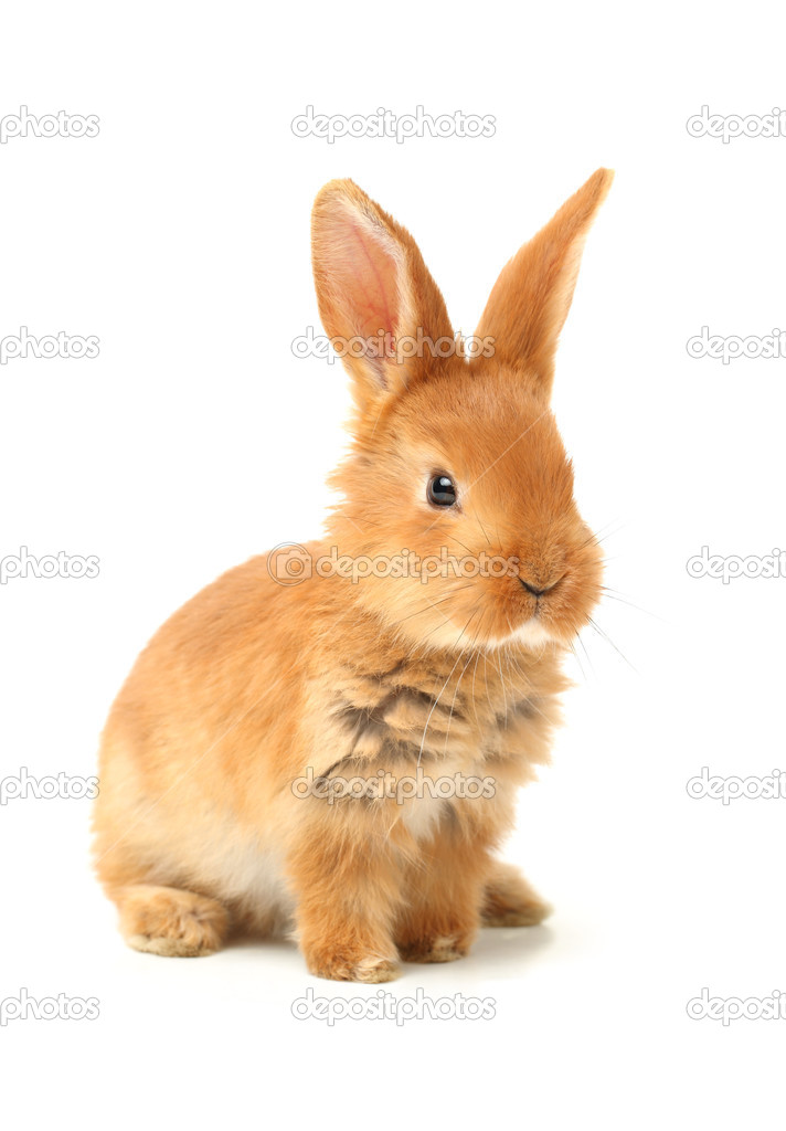 Orange rabbit — Stock Photo © jianghongyan #44045373
