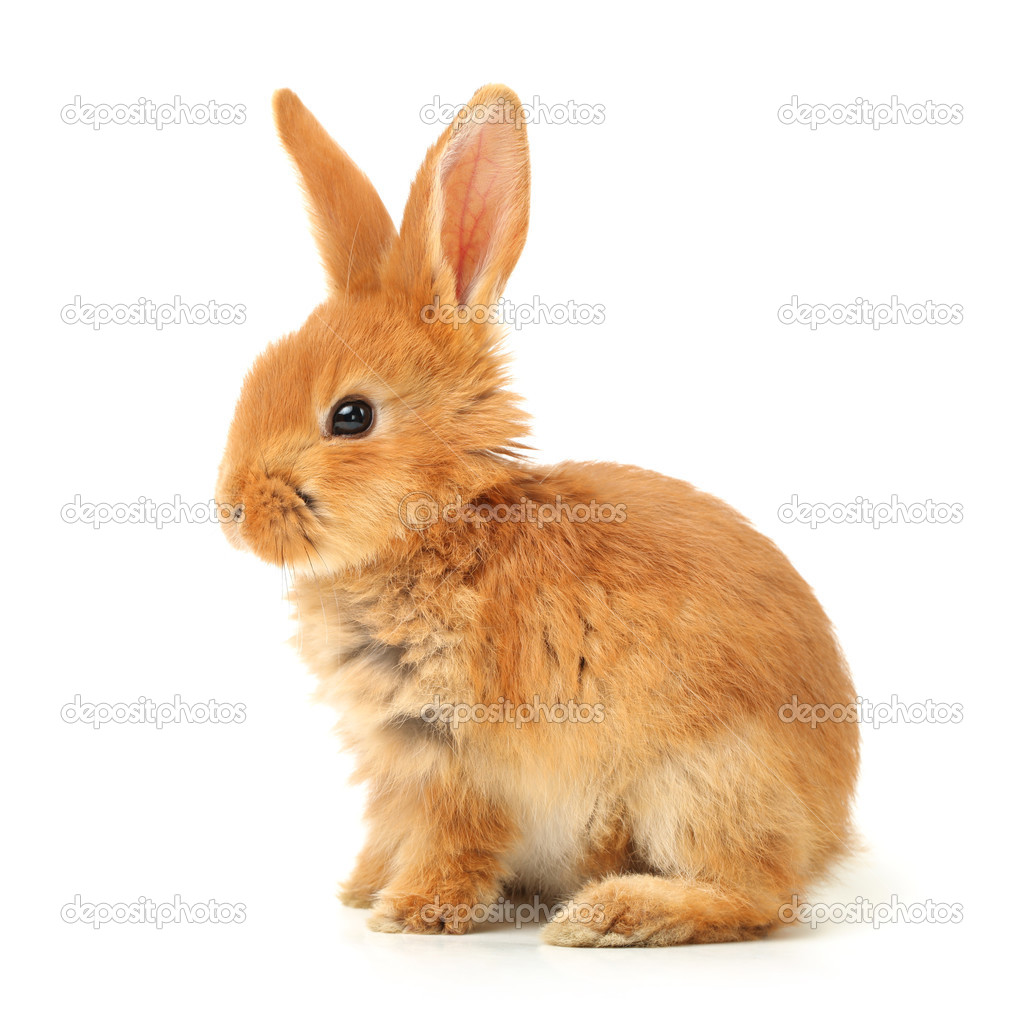 Orange rabbit Stock Photo by ©jianghongyan 44045387
